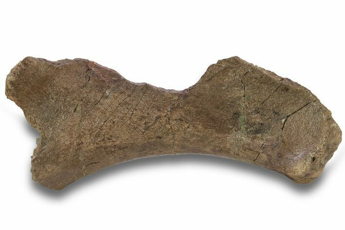 Triceratops Sternal Bone - Dawson County, Montana #265325